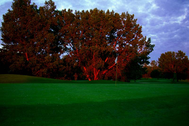 red tree at sunset